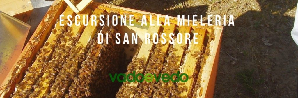 Escursione alla Mieleria di San Rossore: api, territorio e degustazione di miele