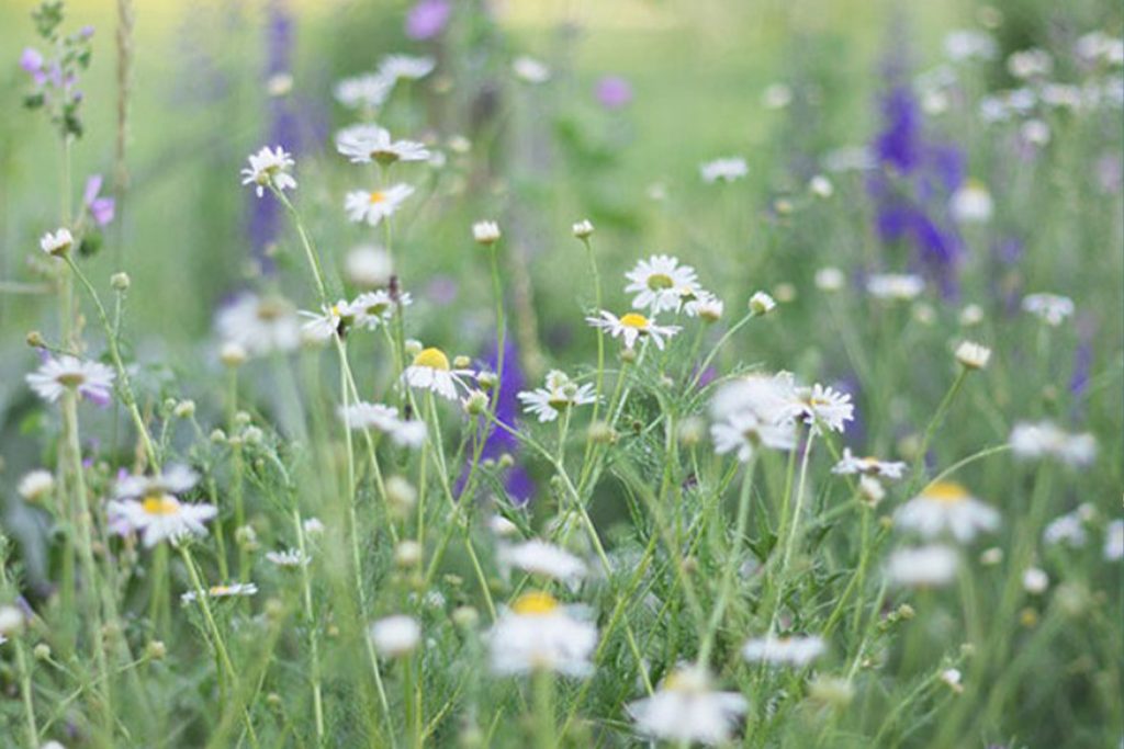 Silvia Rubes in Cretino di Persavalle