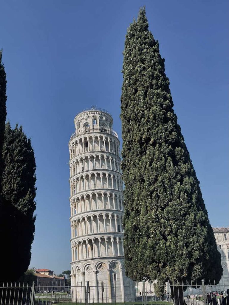 torre di pisa con cipresso
